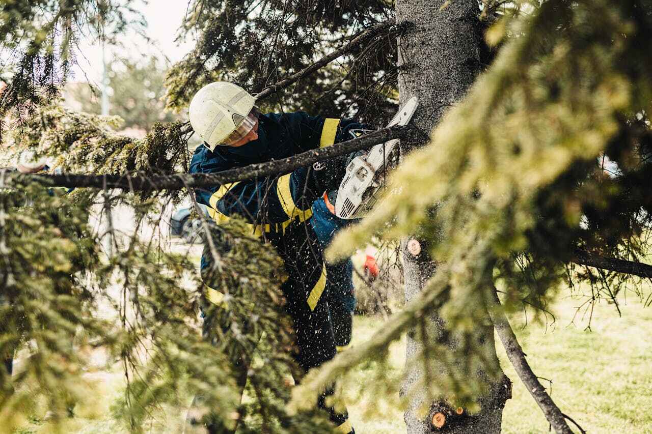 Dead Tree Removal in Pocasset, MA